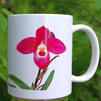 mug DS-020 Phragmipedium  7039.jpg